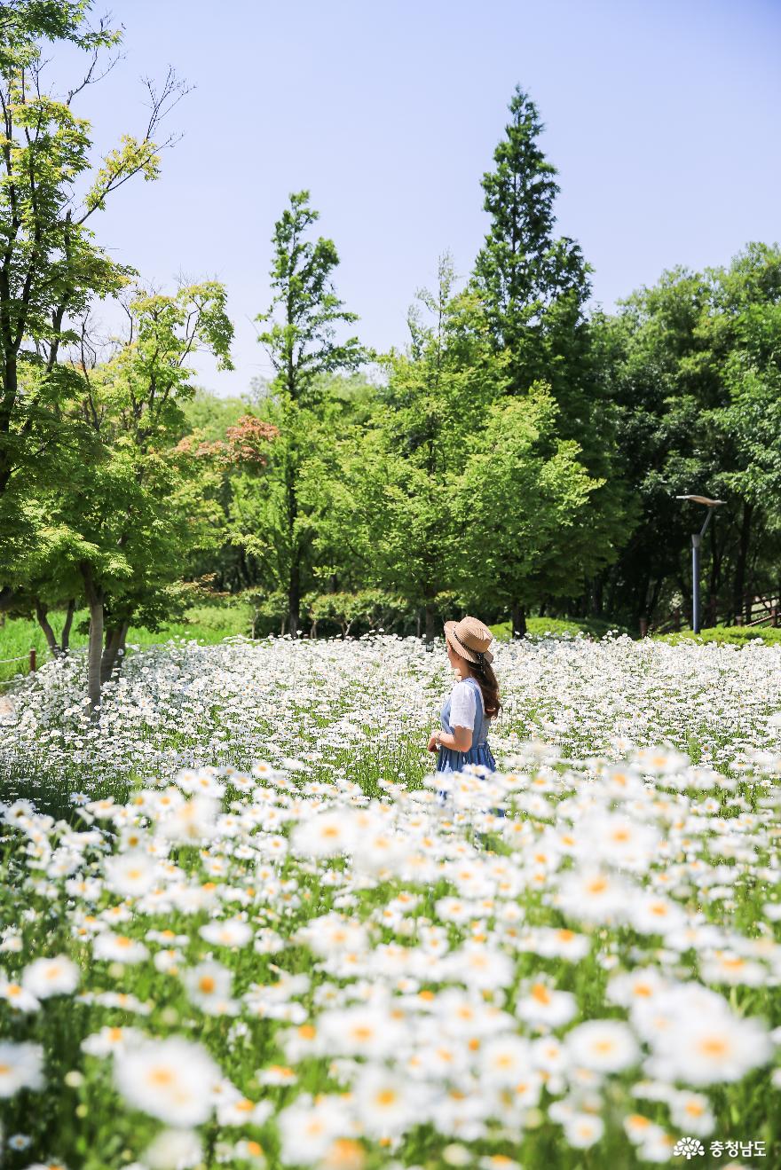 '2025~2026충남 방문의 해' 맞이 5월 여행 코스_5월의 꽃 사진
