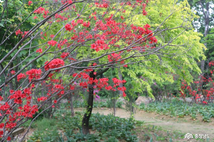 천안 힐링 명소, 아름다운 정원 화수목 사진