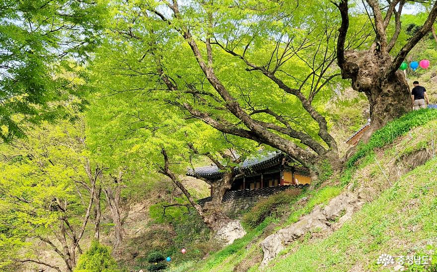 수령 830년과 550여 년의 느티나무가 있는 천년고찰 천안 성불사.