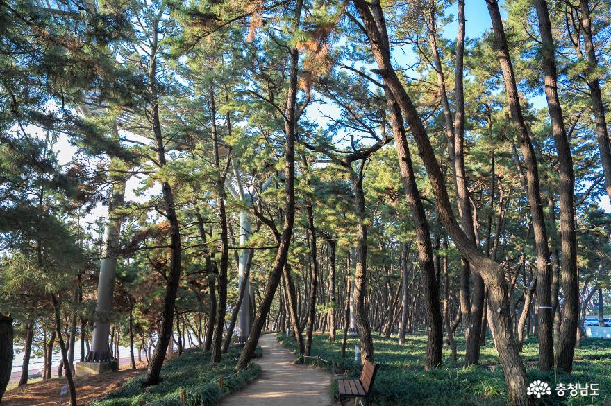 서천갯벌을 만끽할 수 있는 장항스카이워크& 맥문동소나무숲에서 싱그러운 산책 사진