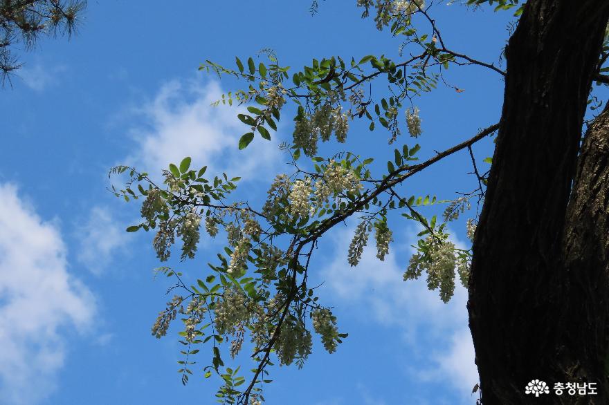 하산정 인근에서 만난 참새와 아까시나무