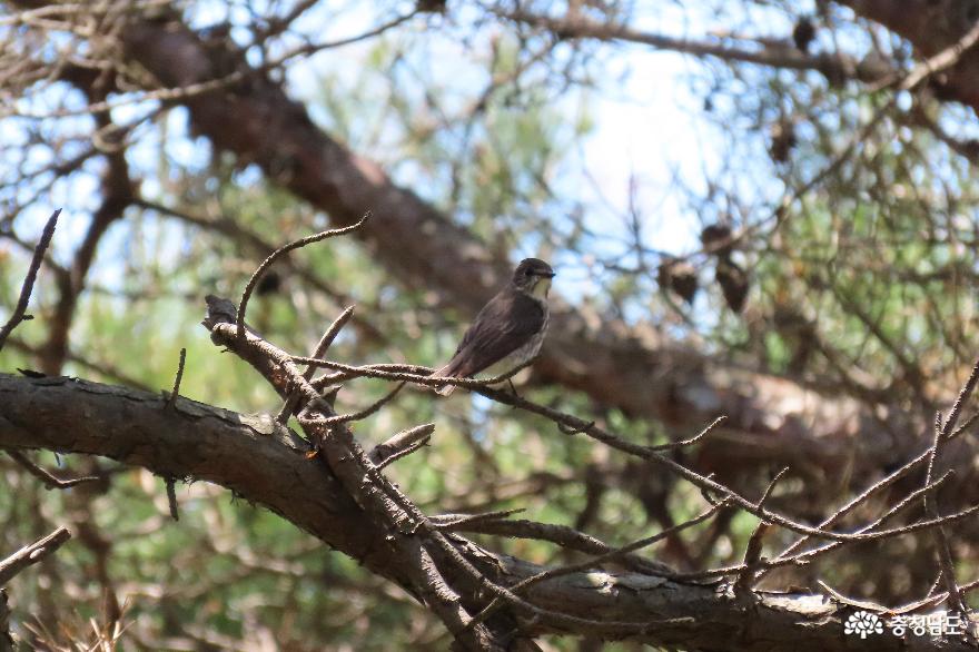 하산공원에 머물고 잇는 쇠솔딱새(위)와 제비딱새(아래)
