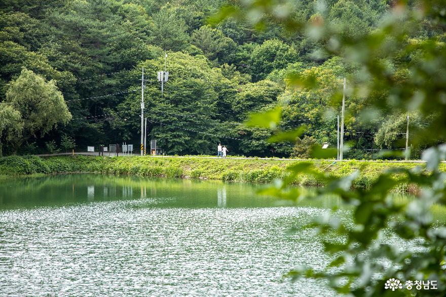 공주 불장골 저수지의 여름풍경