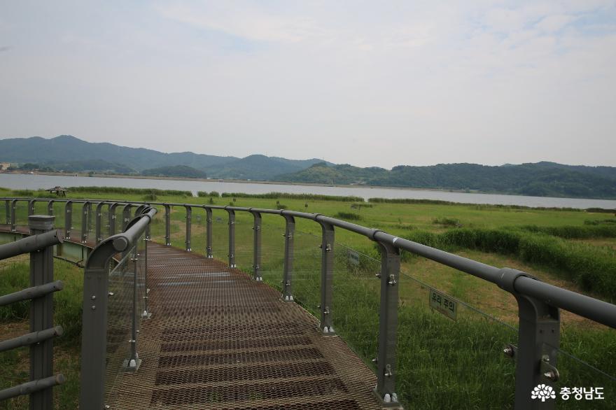 서천 신성리갈대밭 여름철 생동감 넘치는 자연 풍경과 관광 기회 여행 가볼만한곳