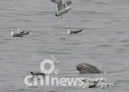 태안 앞바다 “상괭이 최대 서식지” 사진