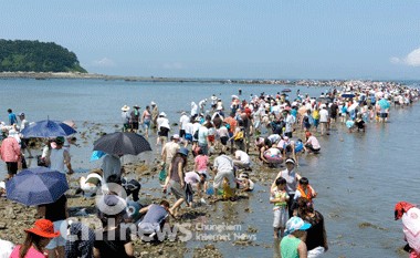 '신비의 바닷길' 8년만에 가장 크게 열린다 사진