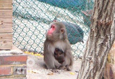 칠갑산휴양림서 아기원숭이 탄생