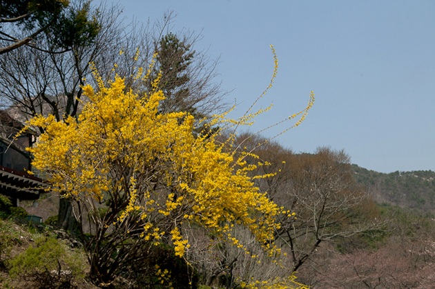 때이른 계룡산 벚꽃축제엔 개나리 꽃망울 '활짝'