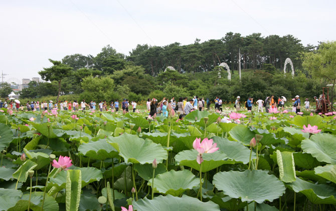 서동연꽃축제, 대한민국 문화관광축제로 선정