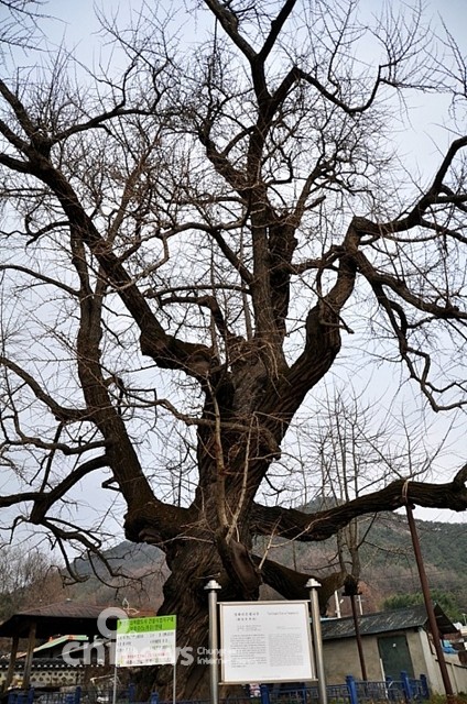 고려의 충절이 베인 600년 은행나무와 승모각 사진