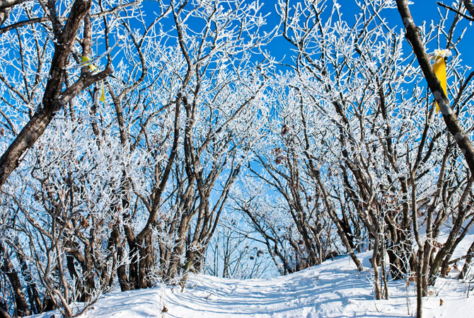 서해의 등대 '오서산' 1km 눈꽃길 환상 사진