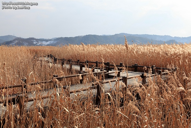 서천 신성리갈대밭의 겨울 사진