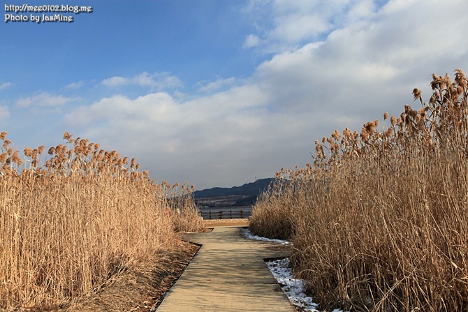 서천 신성리갈대밭의 겨울 사진