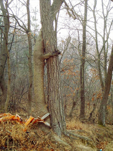 '포옹하는 나무' 연리목 2점 발견 사진