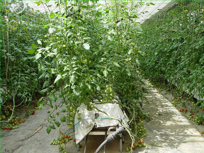 토마토 현장 컨설팅으로 정예농가 육성