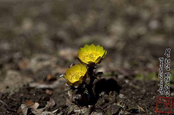 새봄을 밝히는 황금빛 복수초꽃 사진