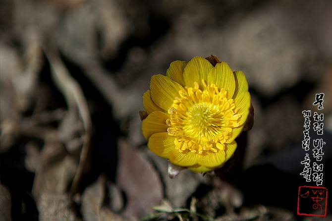 새봄을 밝히는 황금빛 복수초꽃 사진