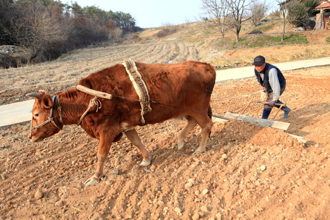 올해 농사 준비하는 농부와 소 사진