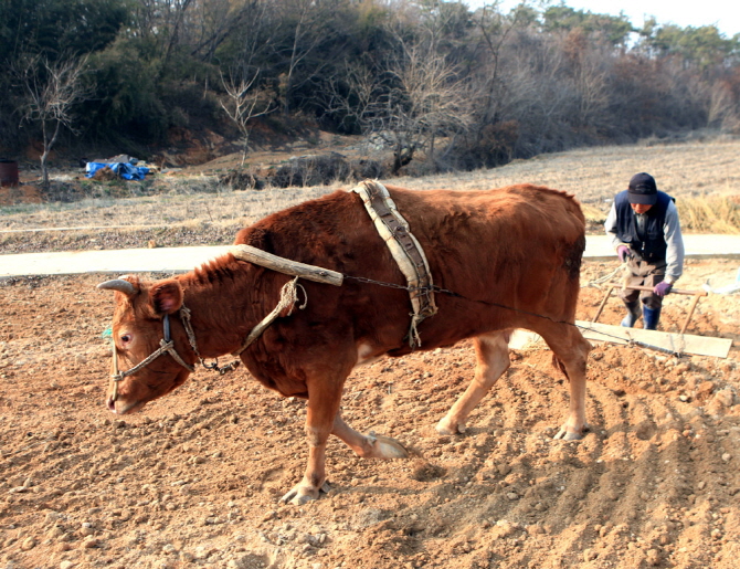 올해 농사 준비하는 농부와 소 사진