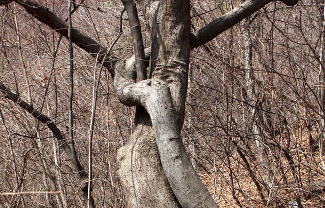칠갑산에서 포옹하고 뽀뽀하는 나무