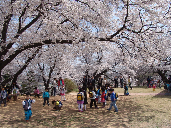 벚꽃과 함께하는 국고개 역사문화축제 개최