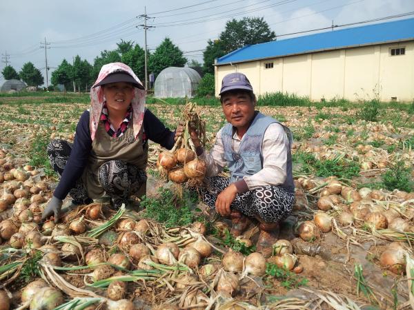 서산시 인지면 둔당리 김대환 농부 내외가 양파를 수확하고 있다.
