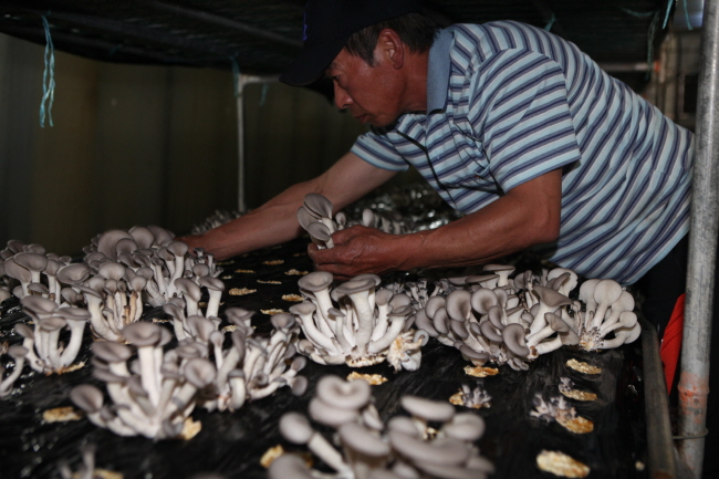 웰빙 버섯 안정생산 시범사업 추진