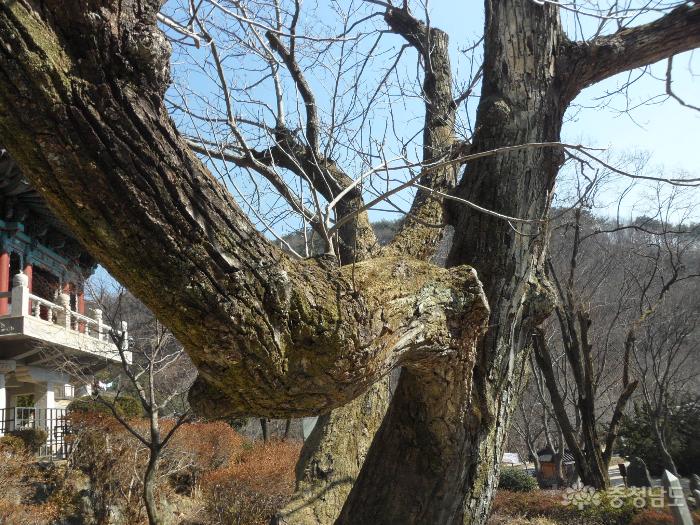 광덕사 호두나무