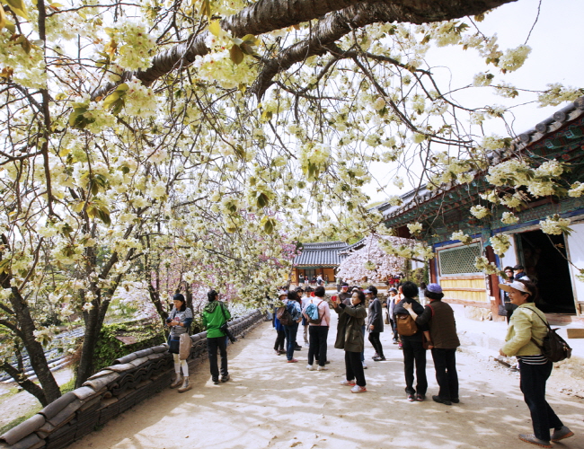 22일 서산시 운산면 개심사를 찾은 관광객들이 활짝 핀 왕벚꽃나무를 보며 봄 정취를 만끽하고 있다.
