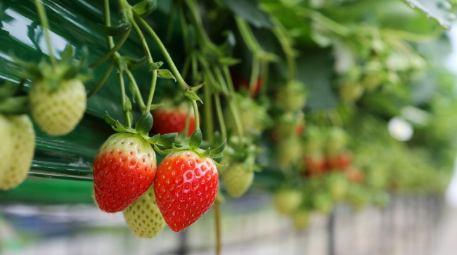 서산시 해미면 웅소성리의 한 딸기농가에서 농민이 딸기를 수확하고 있다.