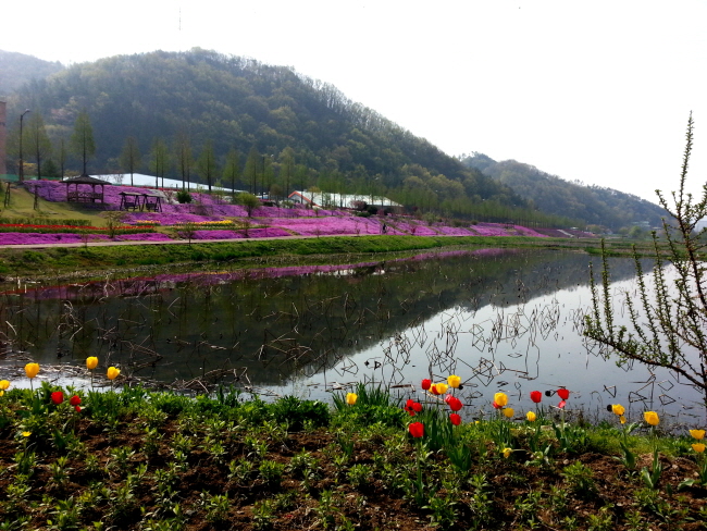 정안천 생태공원 길가의 연못과 봄꽃