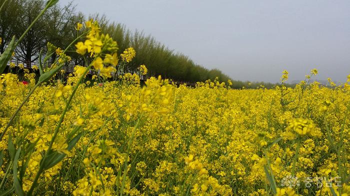 노란유채꽃만발한곡교천변휴일풍경 2