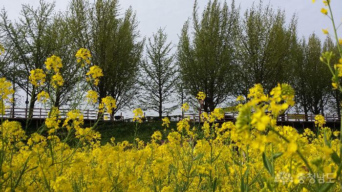 노란유채꽃만발한곡교천변휴일풍경 3