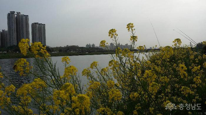 노란유채꽃만발한곡교천변휴일풍경 5