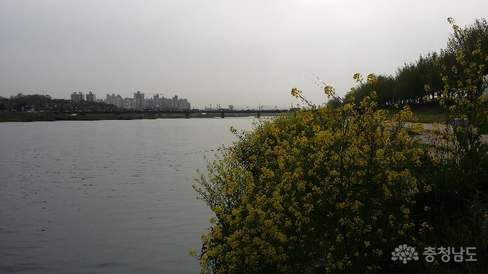 노란유채꽃만발한곡교천변휴일풍경 6