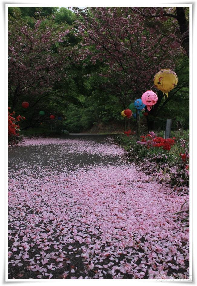 벚꽃 카페트 깔아놓은 서산 문수사
