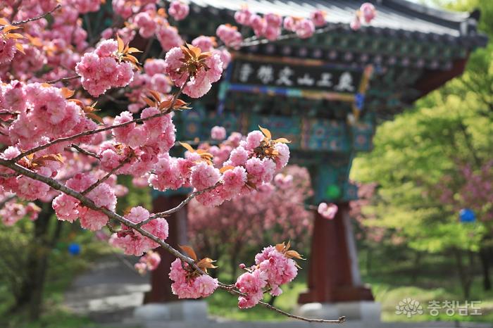 서산 문수사, 분홍 겹벚꽃 터널의 향연