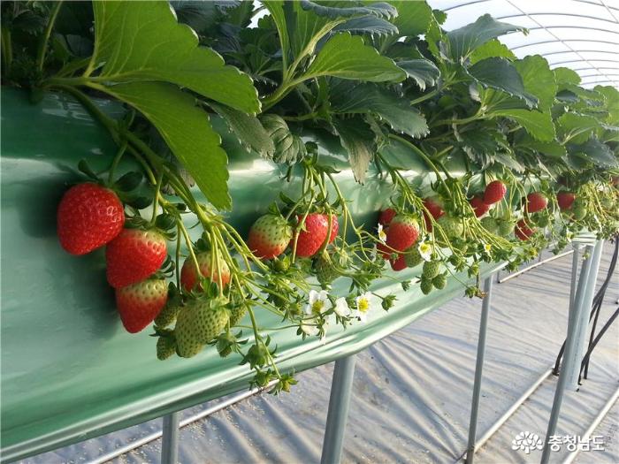 질소와 인산조절로 효율적인 딸기 관리