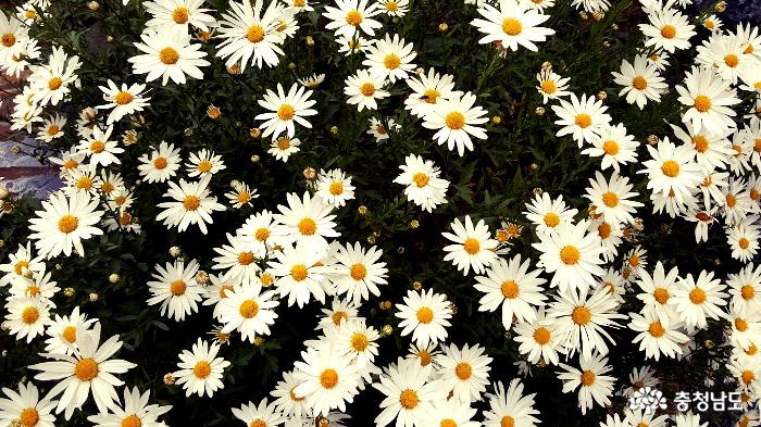 새하얀 구절초 꽃