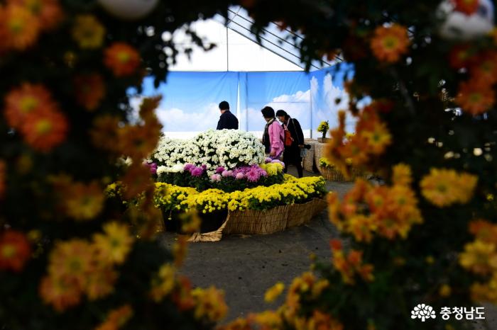 국화꽃 전시장에서 꽃과 사람을 주제로 촬영한 사진
