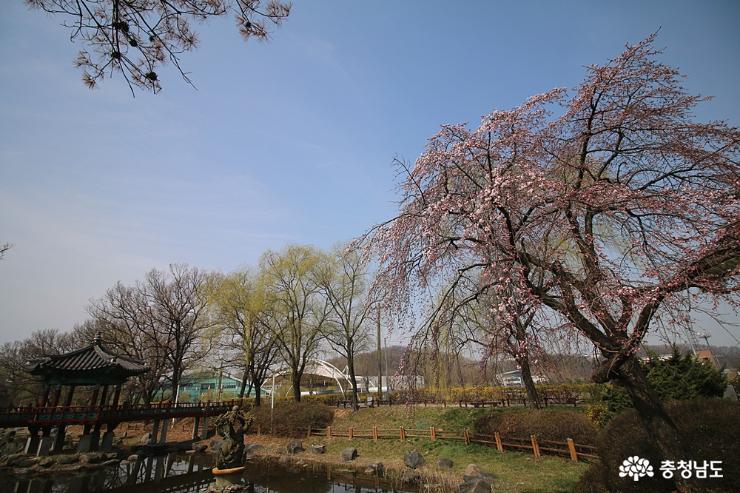 천안삼거리공원은 벚꽃이 피고...
