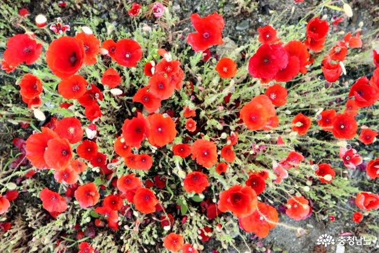 천호지 수변공원에 빨간 양귀비꽃 만발
