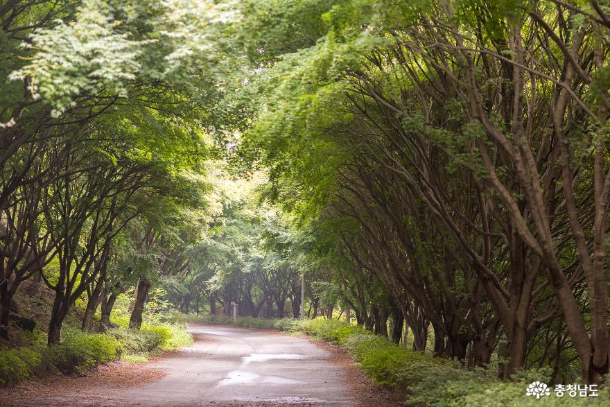 독립기념관 단풍나무숲길의 가을 소식