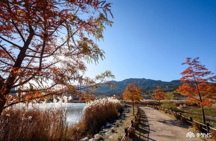 자작나무가 만들어주는 특별한 가을 풍경, 홍성 내포신도시 홍예공원