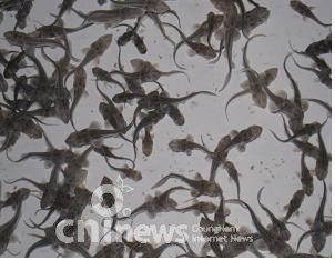 멸종 ‘한국 토종 철갑상어’ 복원 추진