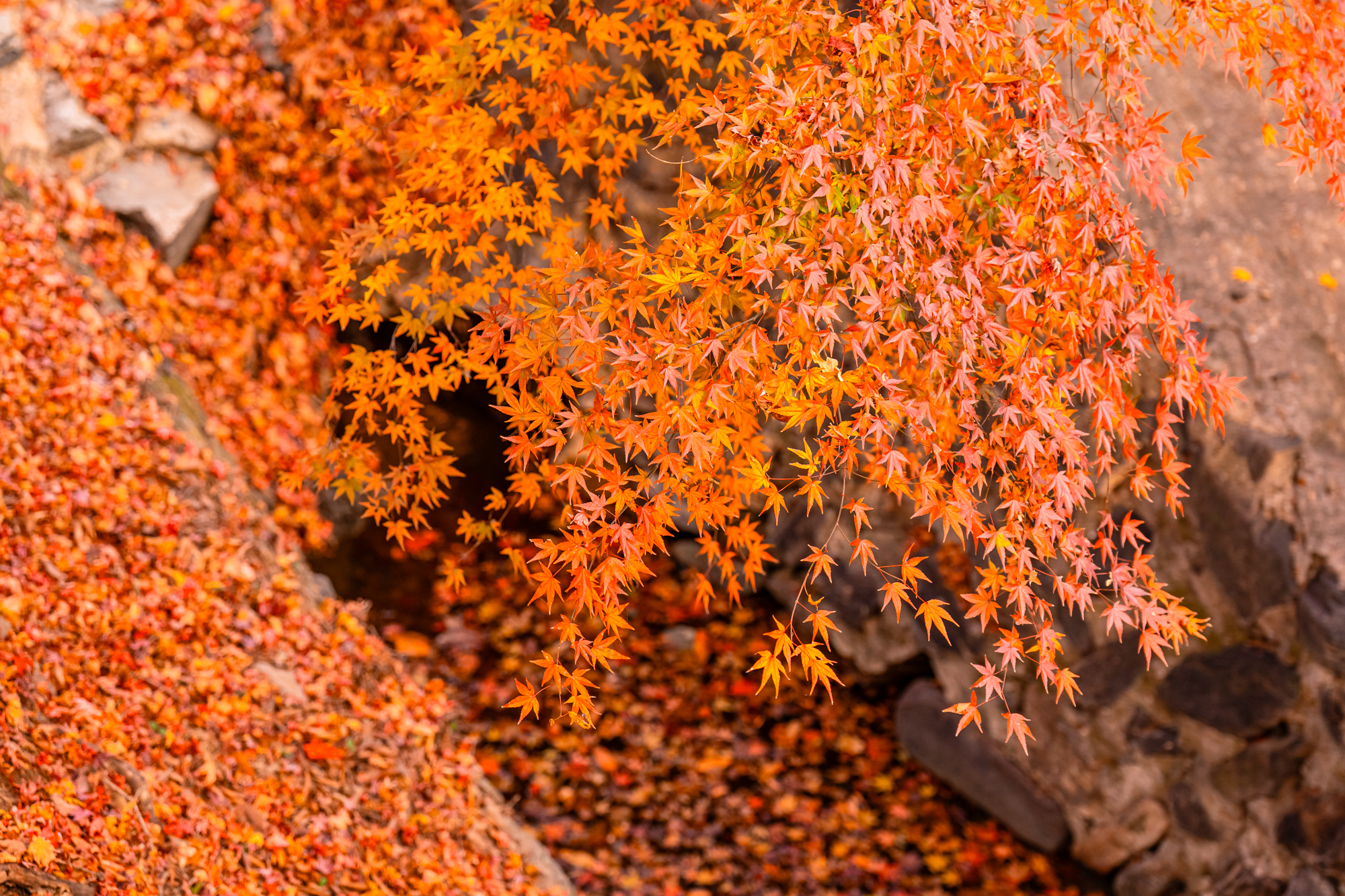  예산 향천사 단풍 가장 늦은 가을을 느껴보세요