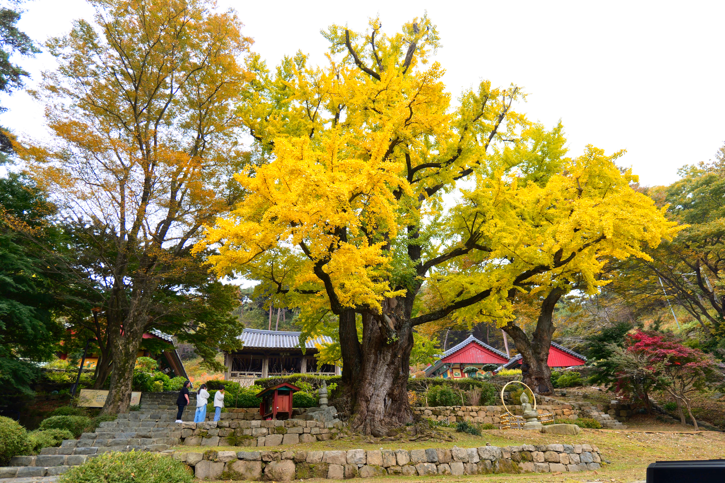 태안에도 가을 명소가 있습니다! 흥주사 은행나무