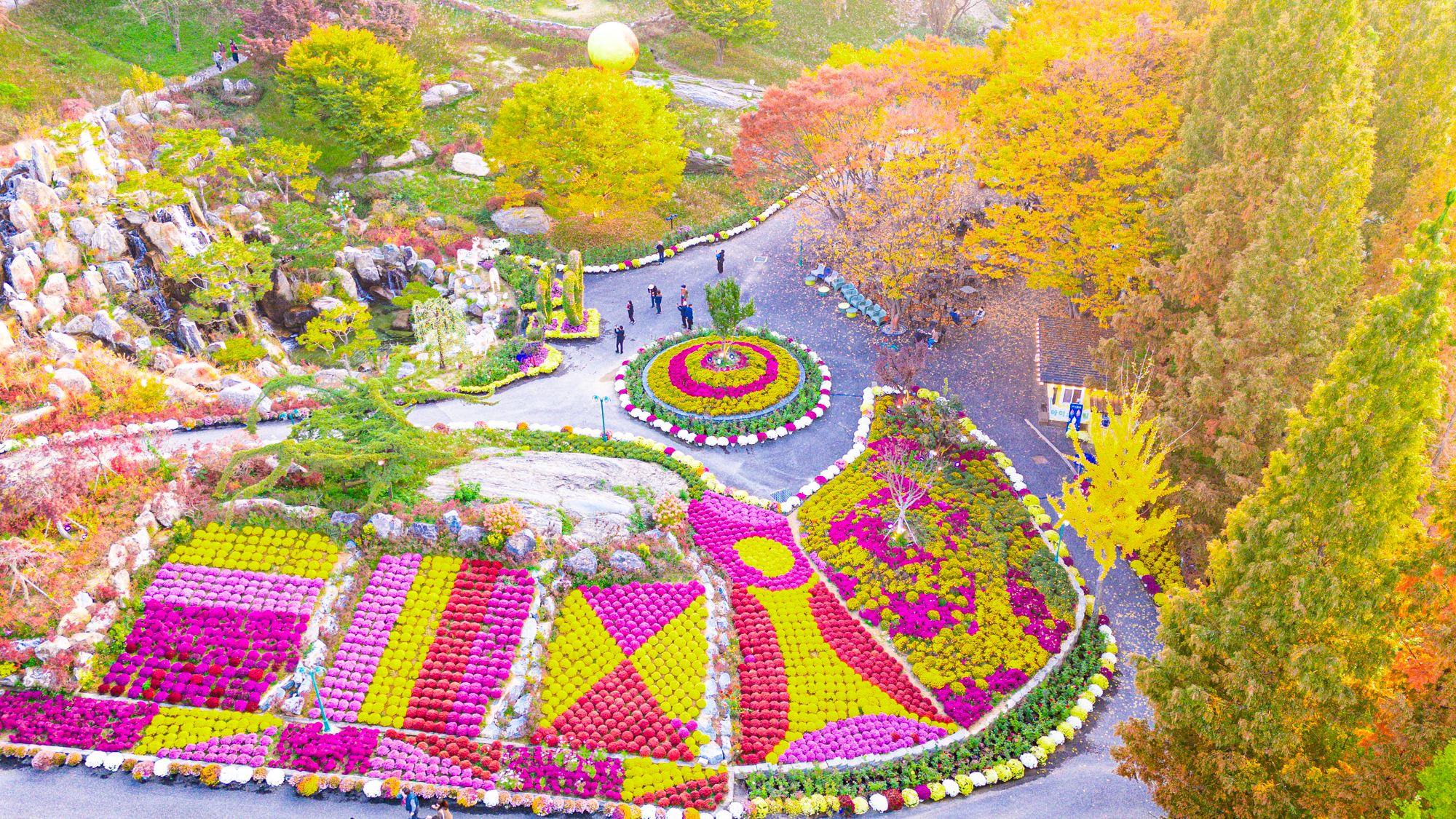 만개한 오천만송이 국화꽃의 향연, 아산 피나클랜드 국화축제 인생여행지로 추천합니다.