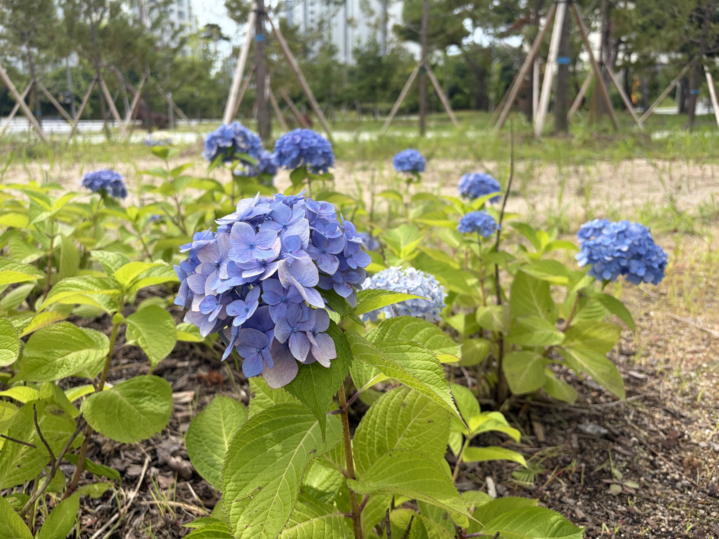 수국원