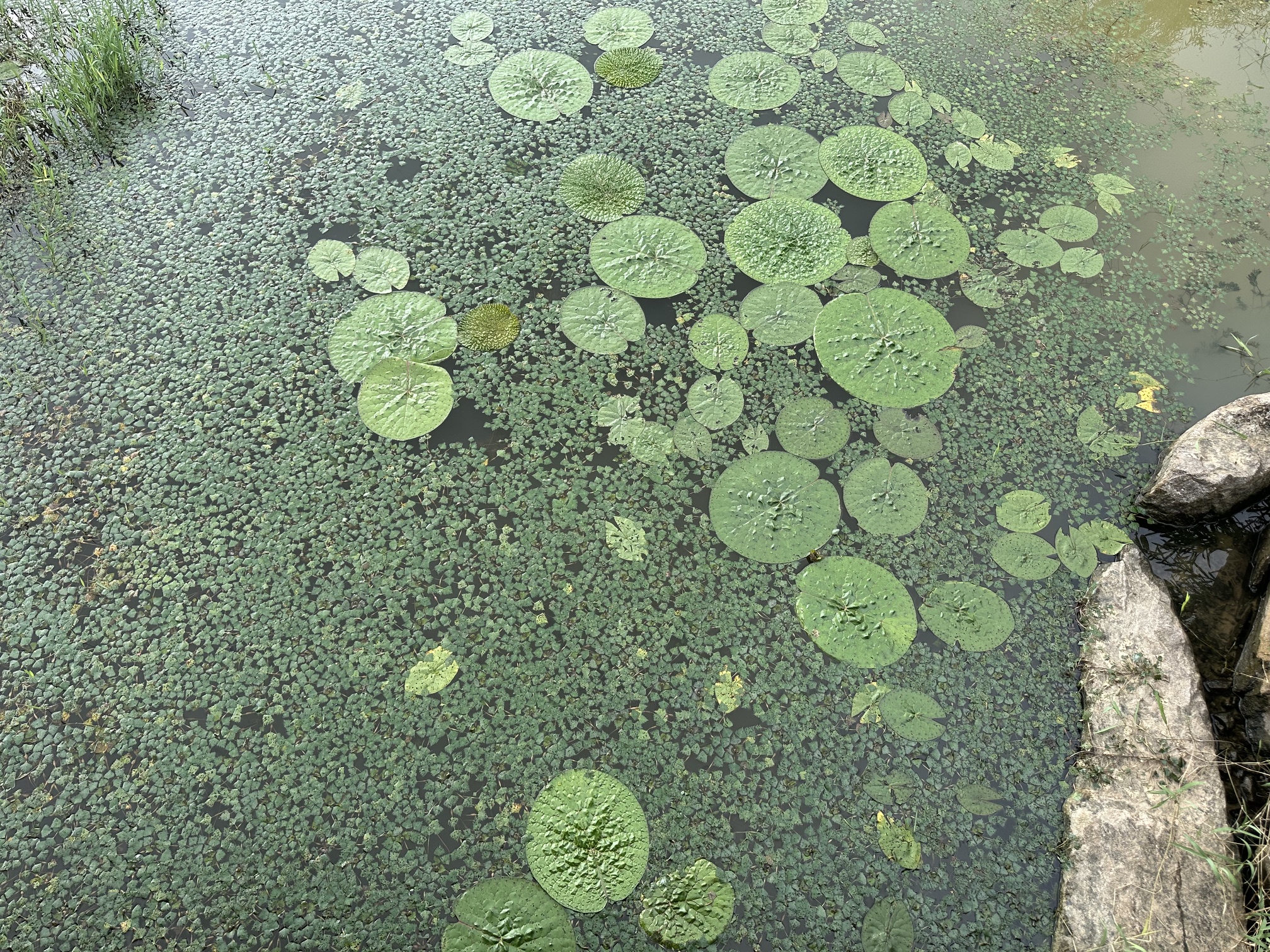 가시연꽃 군락